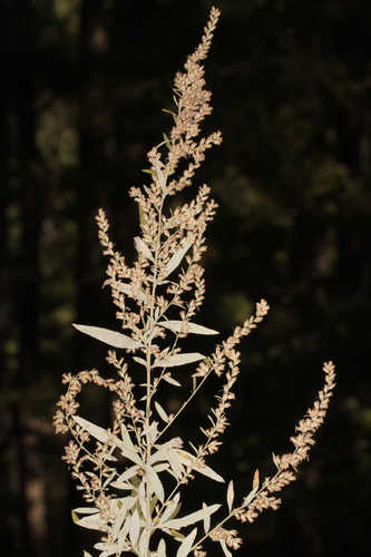 Artemisia vulgaris #1